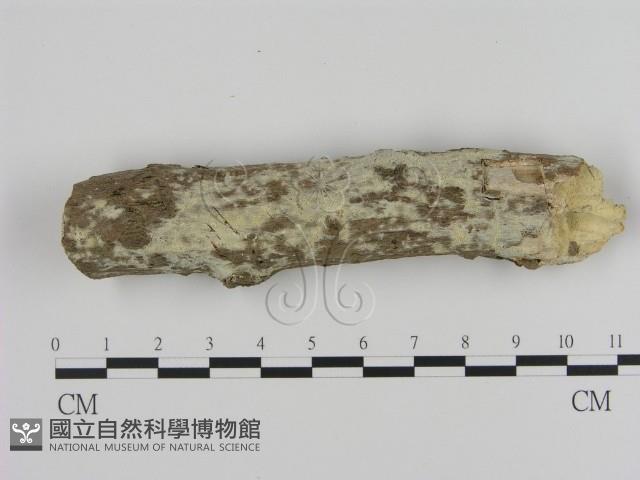 登錄號:F0000018藏品圖，第1張