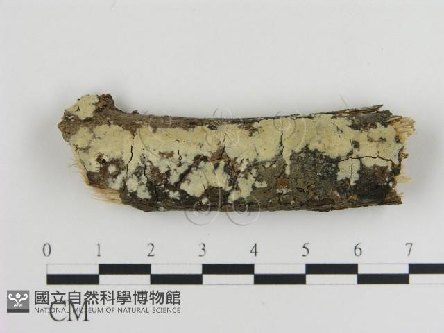 登錄號:F0010018藏品圖，第1張
