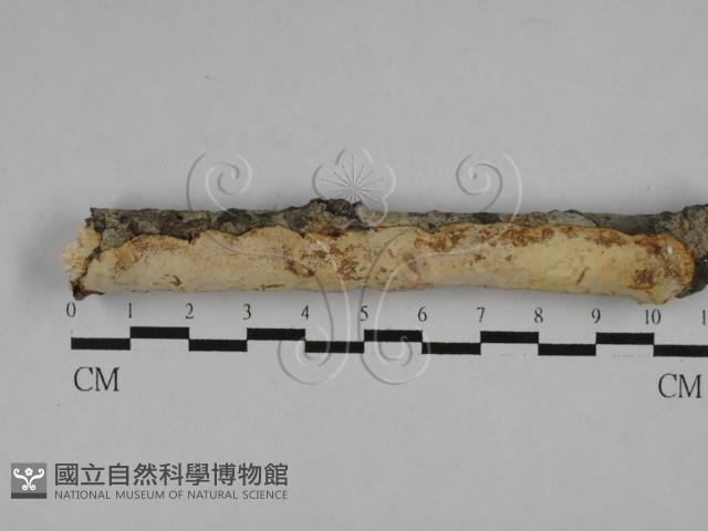 登錄號:F0026018藏品圖，第1張