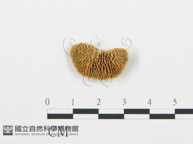 登錄號:F0006018藏品圖，第1張