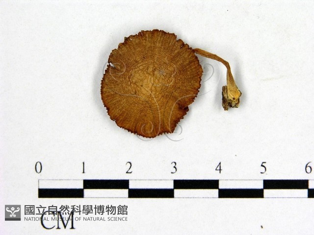 登錄號:F0016018藏品圖，第1張