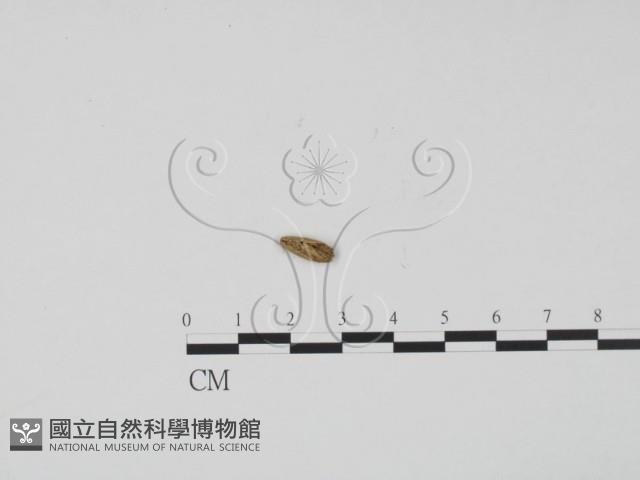 登錄號:F0001018藏品圖，第1張