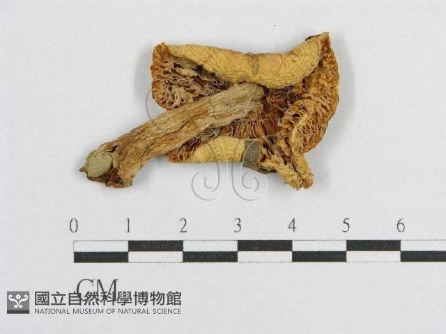 登錄號:F0011018藏品圖，第1張