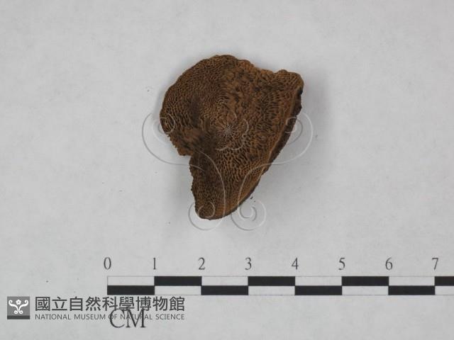 纖孔菌屬藏品圖，第1張