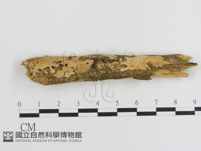 容氏菌屬藏品圖，第1張