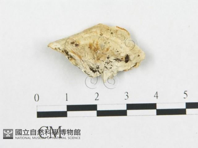 登錄號:F0014018藏品圖，第1張