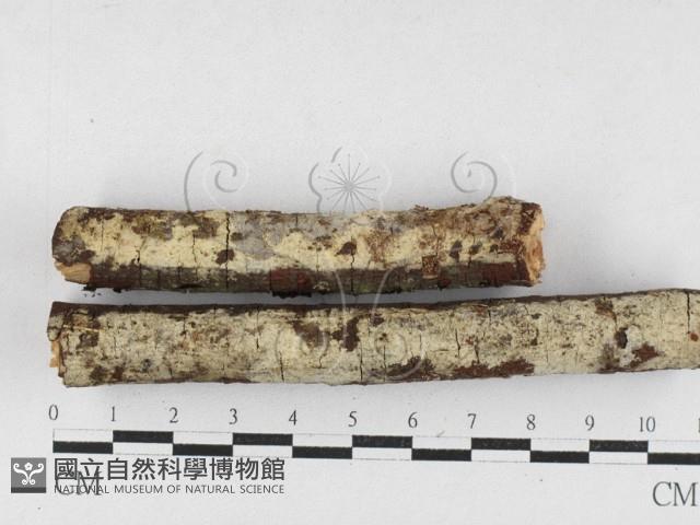 登錄號:F0027018藏品圖，第1張