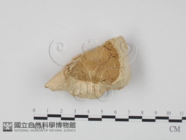 登錄號:F0007018藏品圖，第1張