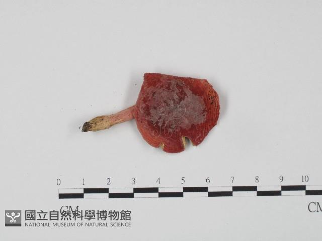 紅菇屬藏品圖，第1張