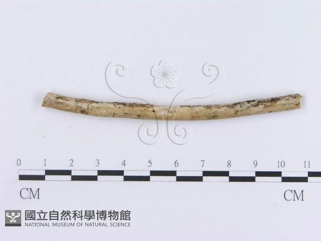 登錄號:F0015018藏品圖，第1張