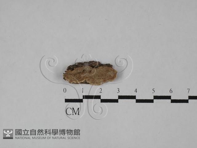 Accession Number:F0029018 Collection Image, Figure 1, Total 2 Figures