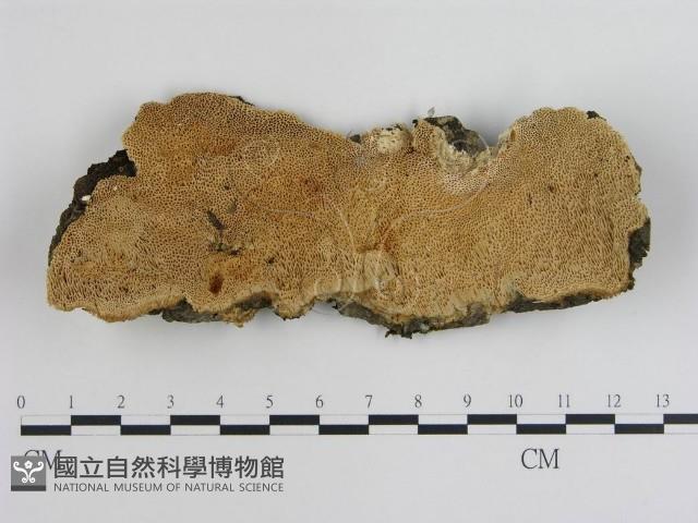 登錄號:F0019018藏品圖，第1張