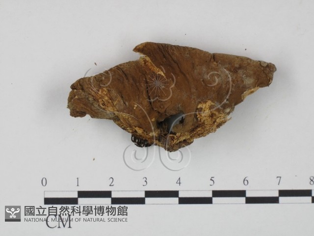 登錄號:F0003018藏品圖，第1張