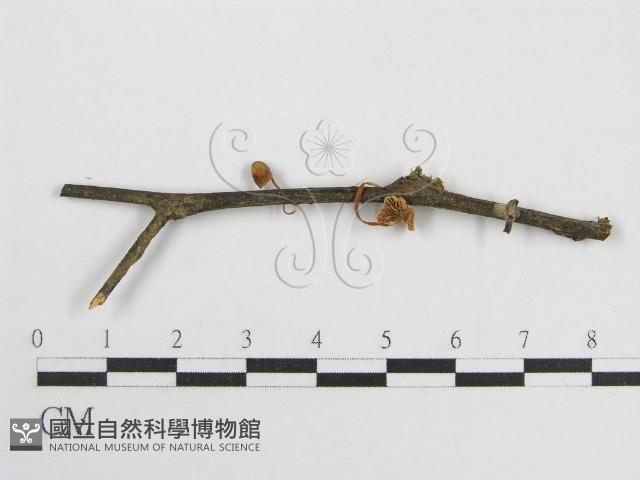 微皮傘屬藏品圖，第1張