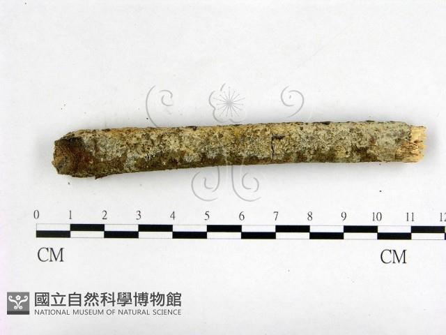 登錄號:F0000318藏品圖，第1張
