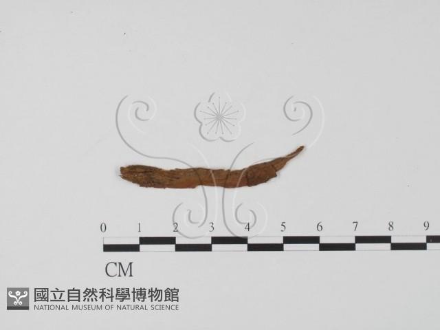 登錄號:F0001318藏品圖，第1張