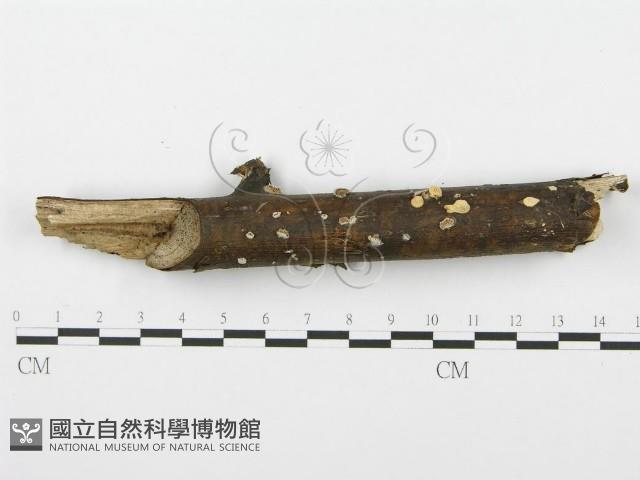 裂褶菌藏品圖，第1張