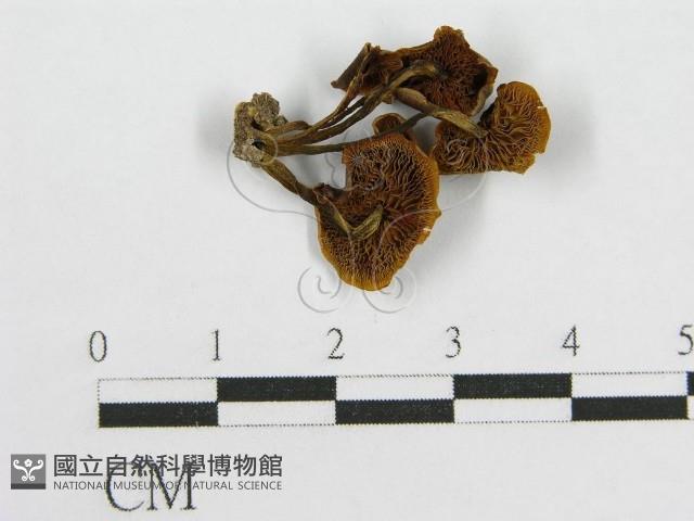 登錄號:F0014318藏品圖，第1張