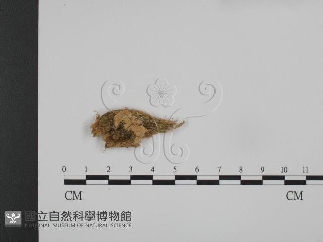 登錄號:F0007318藏品圖，第1張