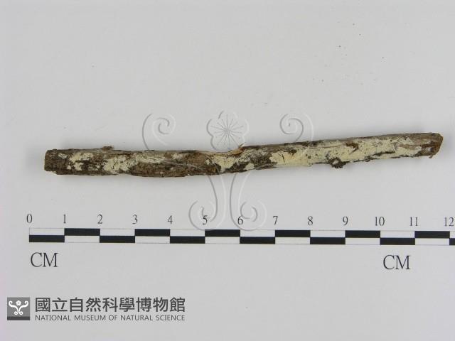 登錄號:F0005318藏品圖，第1張