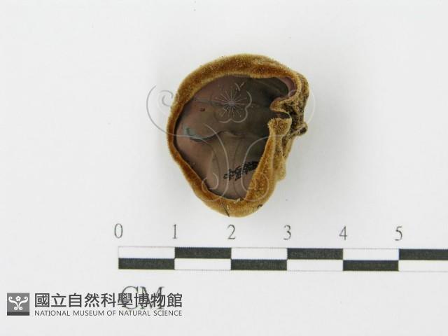 毛木耳藏品圖，第1張