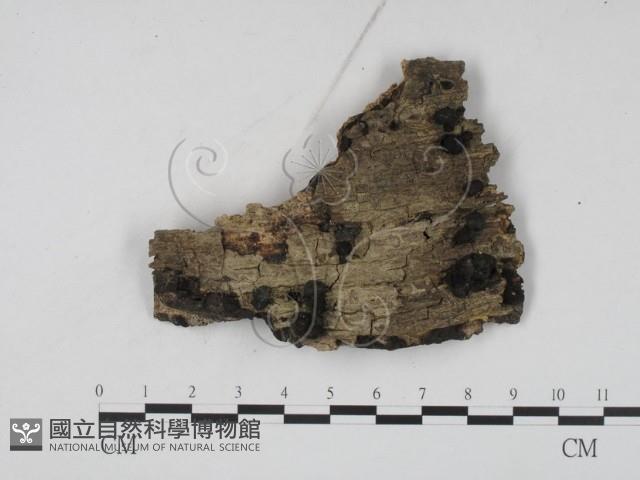 登錄號:F0008298藏品圖，第1張