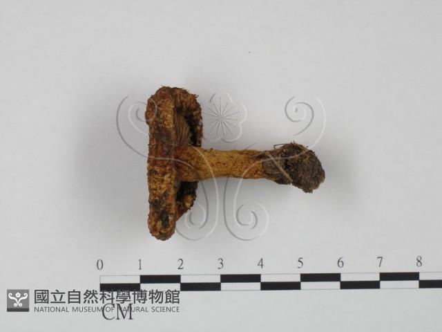 紅菇屬藏品圖，第1張