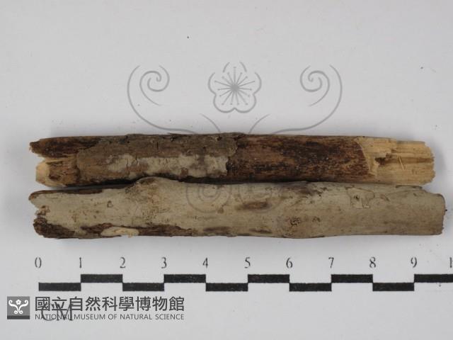 登錄號:F0000298藏品圖，第1張