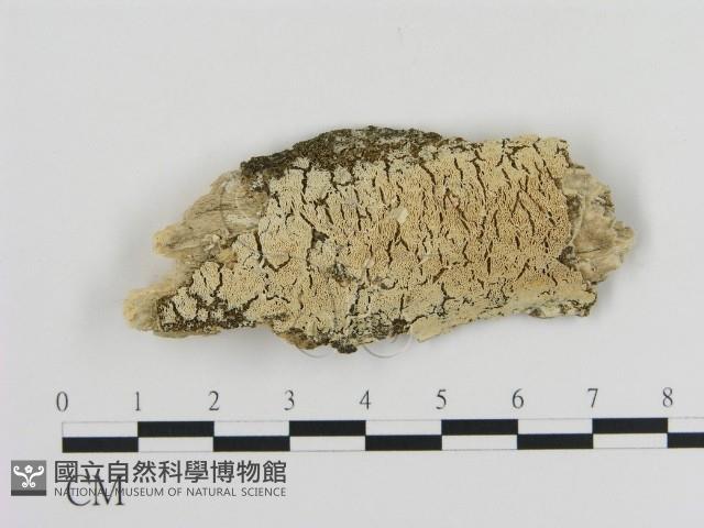 登錄號:F0010298藏品圖，第1張