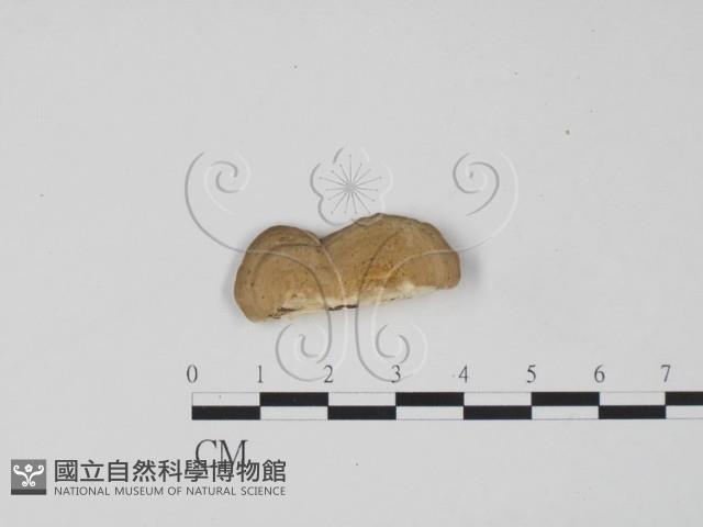 登錄號:F0006298藏品圖，第1張