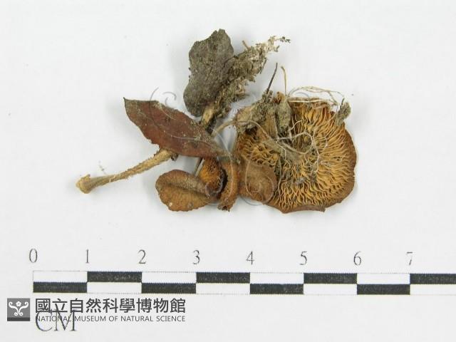 登錄號:F0016298藏品圖，第1張