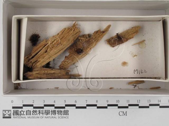 登錄號:F0021298藏品圖，第1張