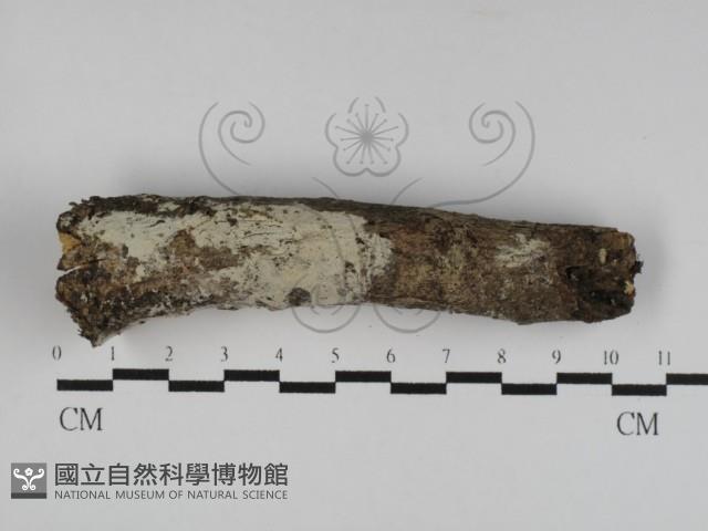 冇骨消絲齒菌藏品圖，第1張