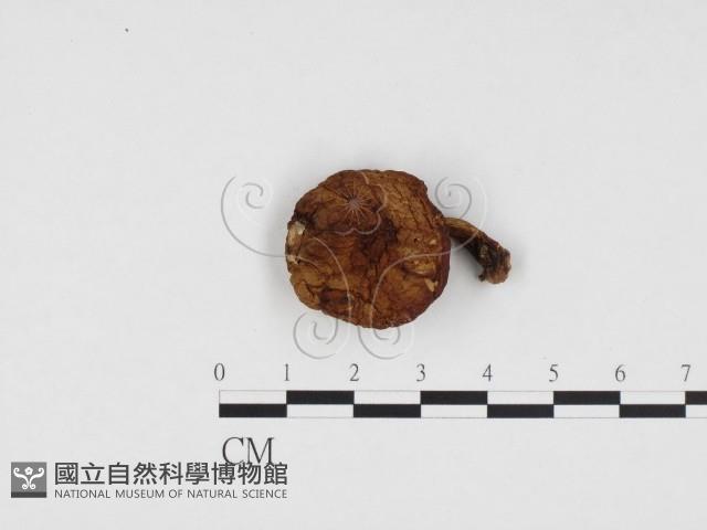 登錄號:F0024298藏品圖，第1張