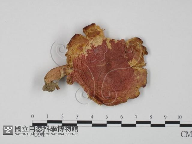 紅菇屬藏品圖，第1張