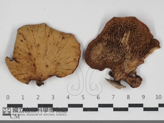 登錄號:F0034298藏品圖，第1張