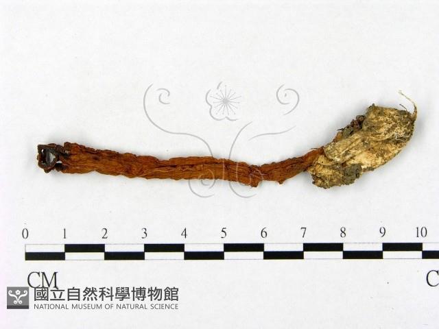 登錄號:F0022298藏品圖，第1張