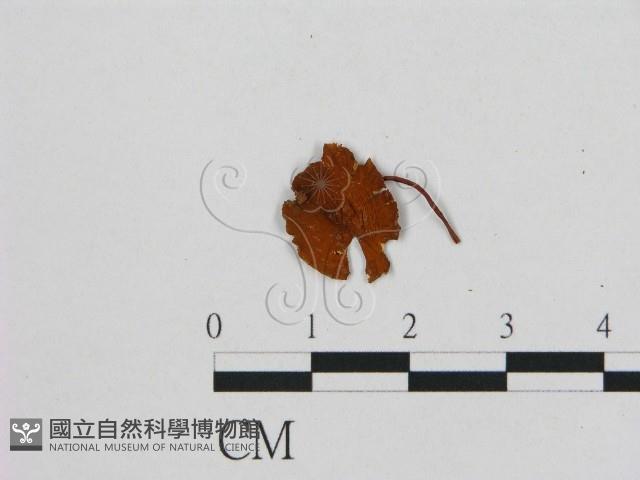 小皮傘屬藏品圖，第1張