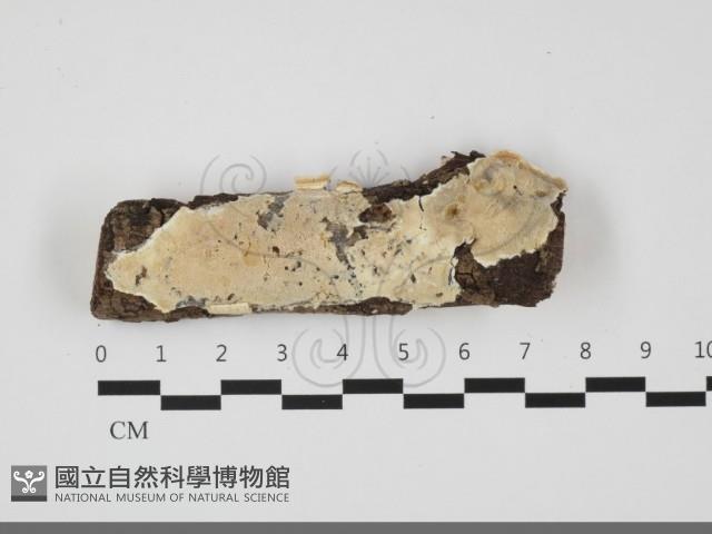 骨皮菌屬藏品圖，第1張