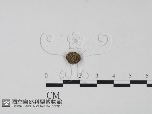 登錄號:F0005298藏品圖，第1張