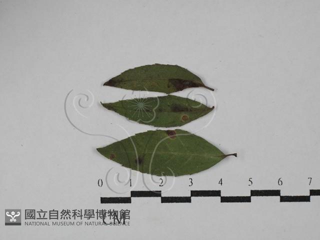 登錄號:F0029298藏品圖，第1張