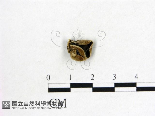 毛木耳藏品圖，第1張