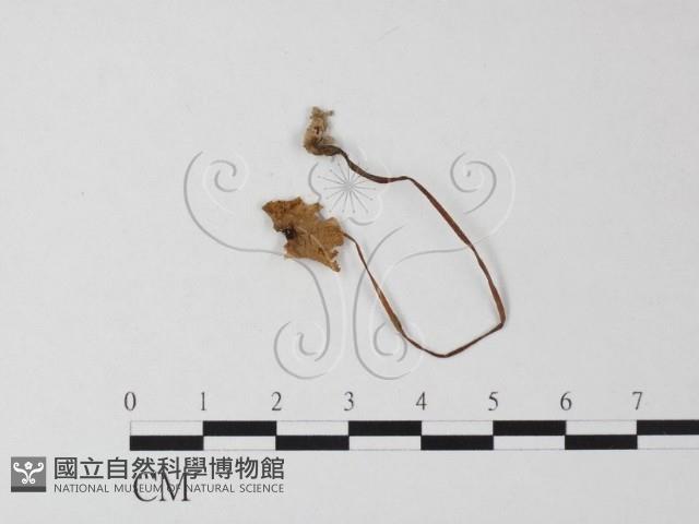 登錄號:F0023298藏品圖，第1張