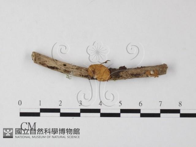 登錄號:F0003298藏品圖，第1張