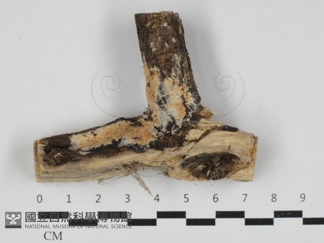 登錄號:F0033298藏品圖，第1張