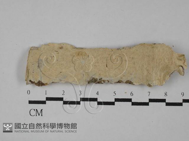 容氏菌屬藏品圖，第1張