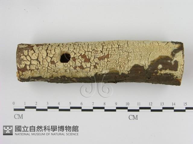 登錄號:F0020898藏品圖，第1張