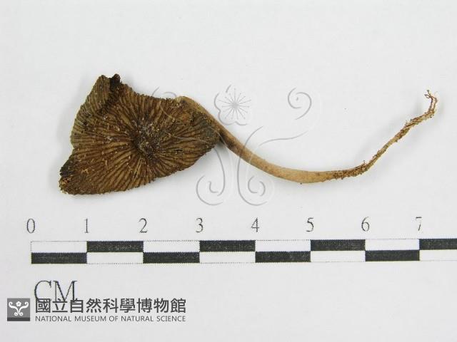 鬼傘屬藏品圖，第1張