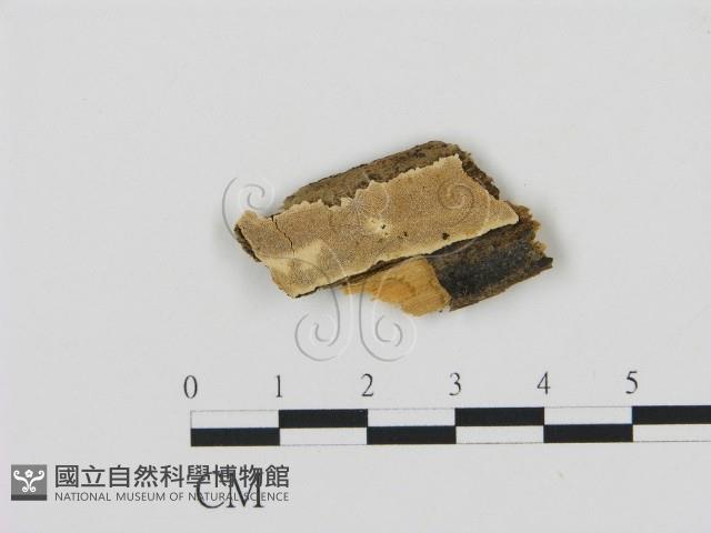 登錄號:F0006898藏品圖，第1張