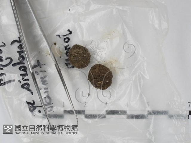 登錄號:F0016898藏品圖，第1張